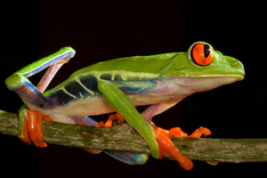 red eye treefrog